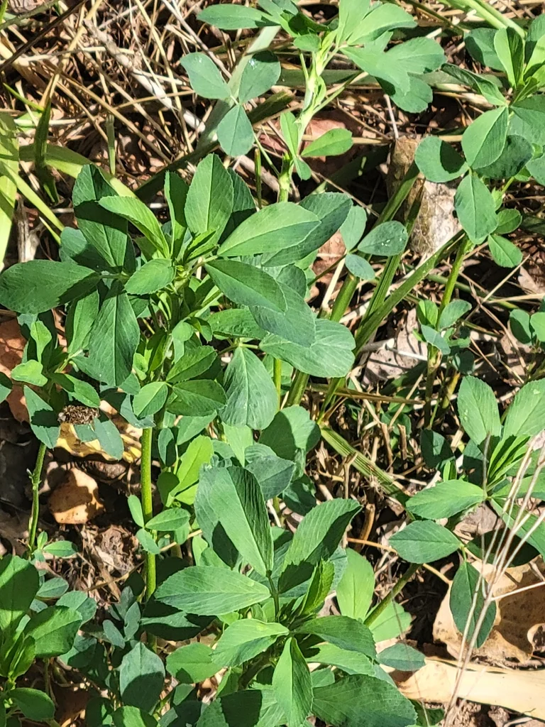 Medicago Sativa