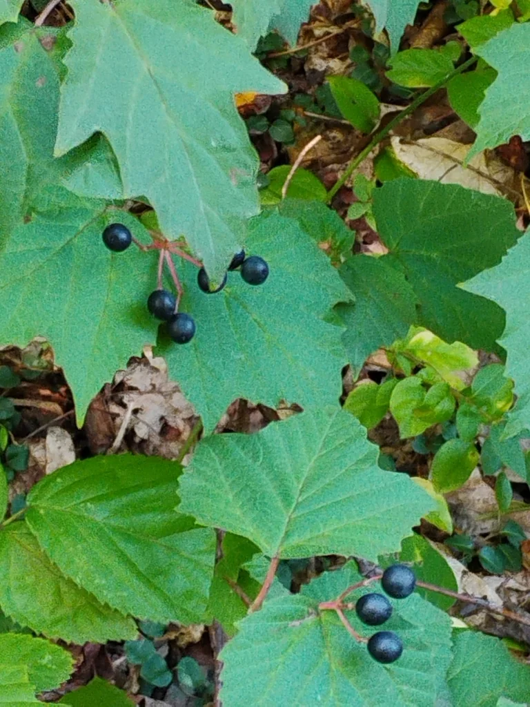 Viburnum Acerifolium