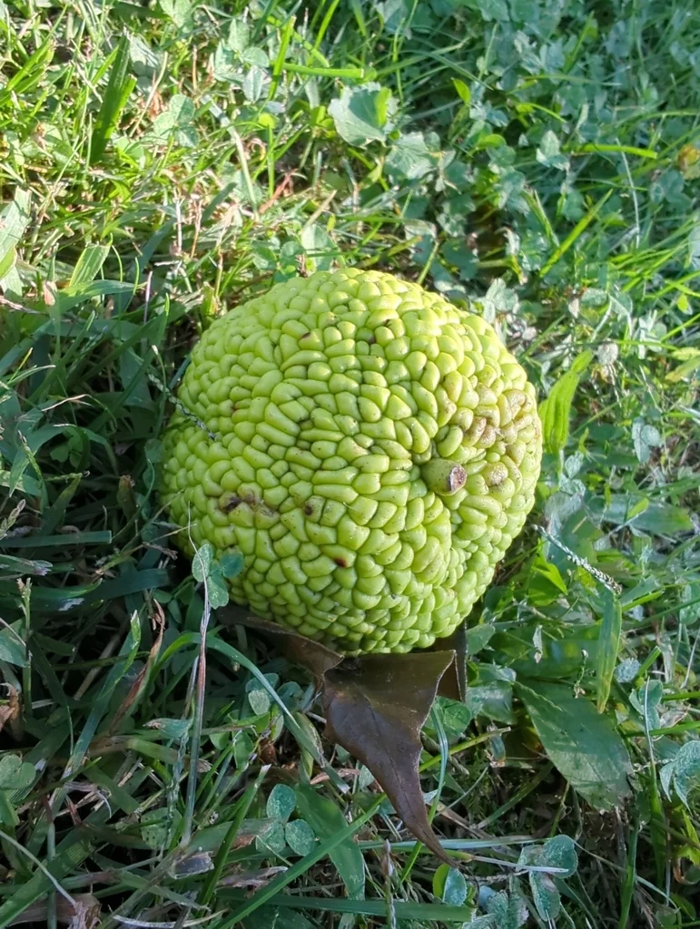 Maclura Pomifera