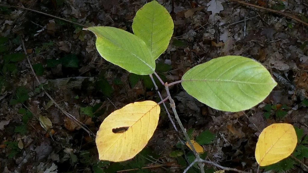Rhamnus frangula