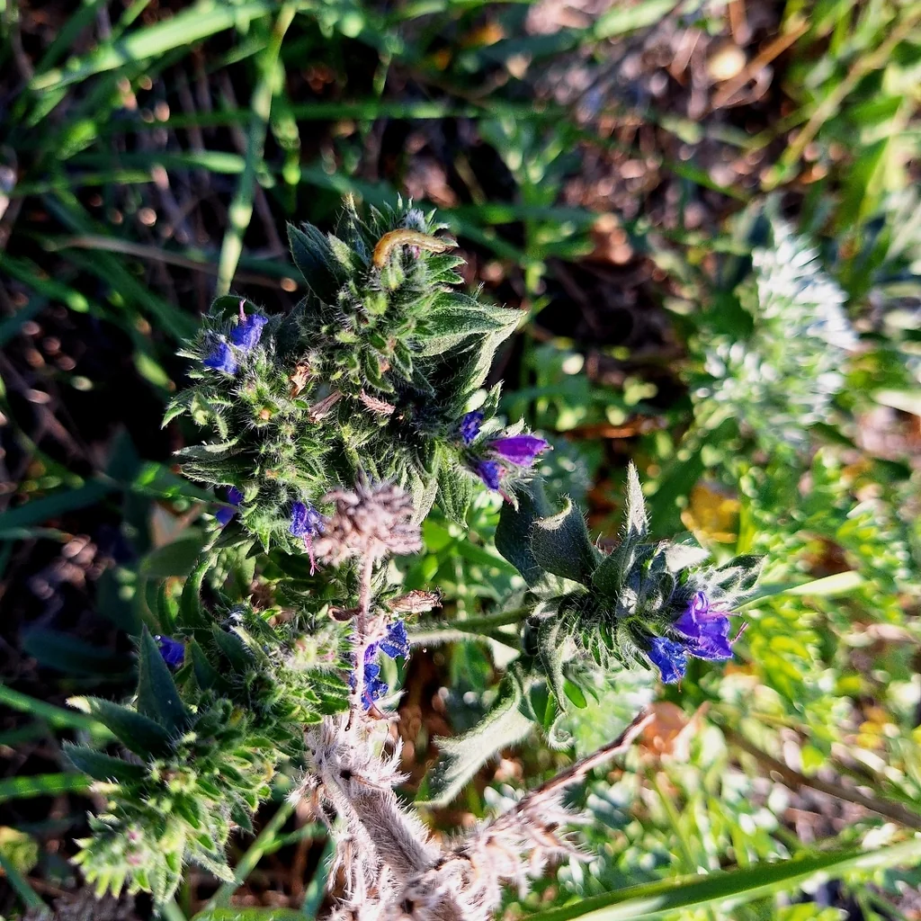 Echium Vulgare