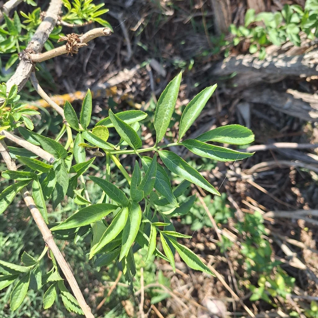 Sambucus nigra