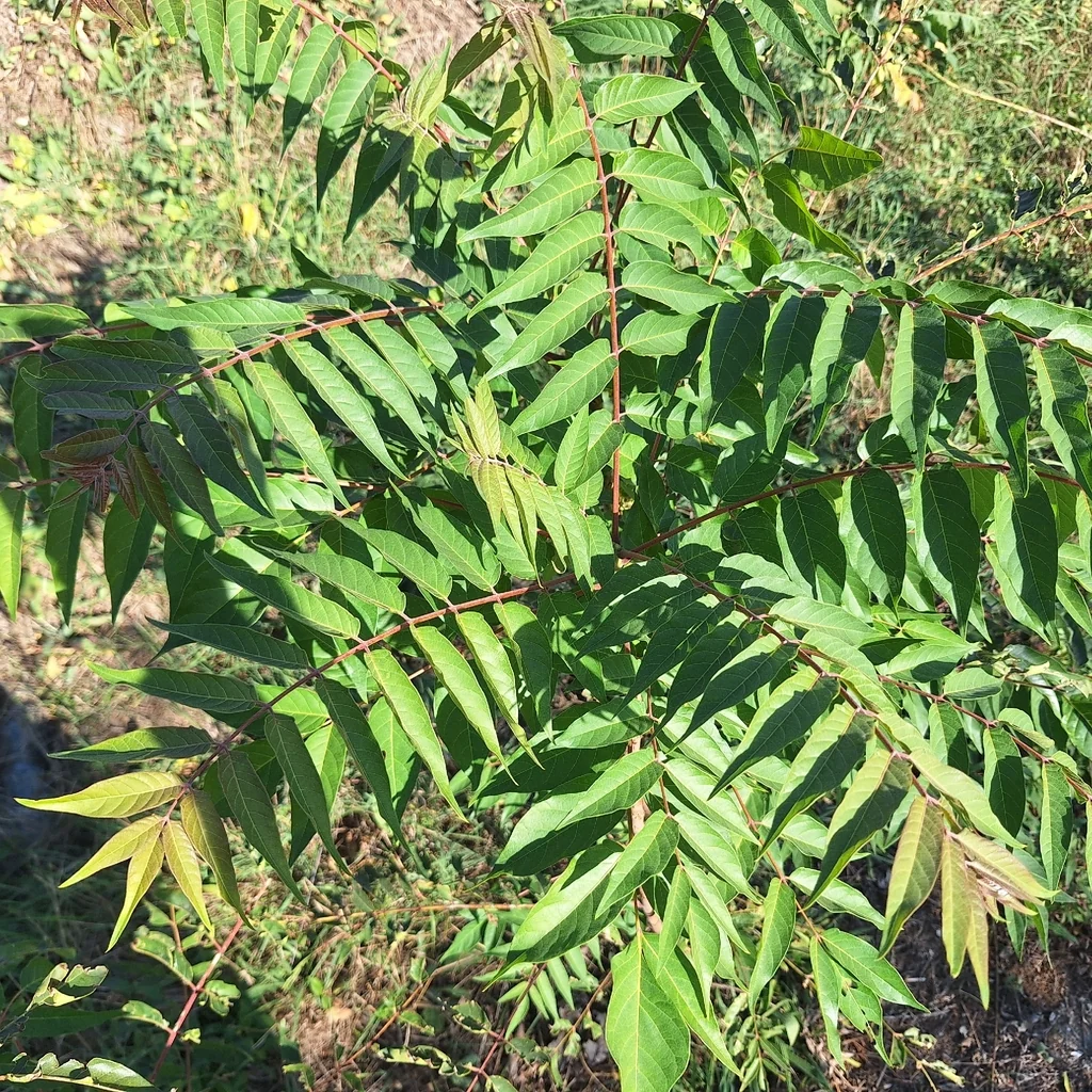Ailanthus Altissima