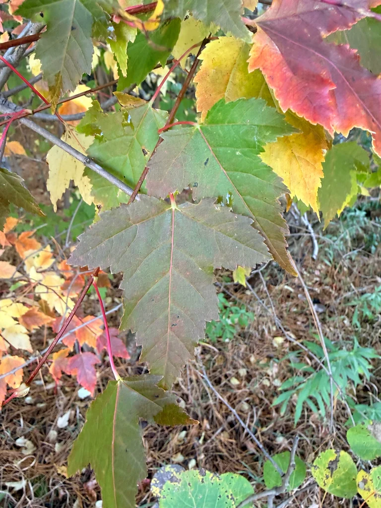 Acer Ginnala