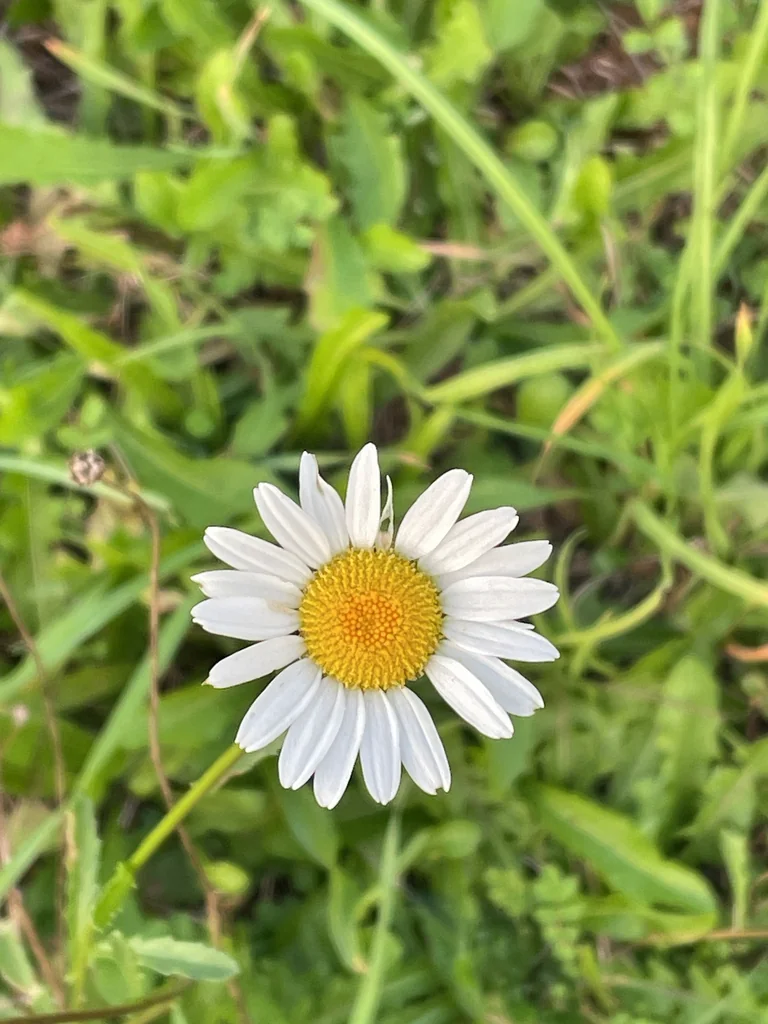 Chrysanthemum Leucanthemum