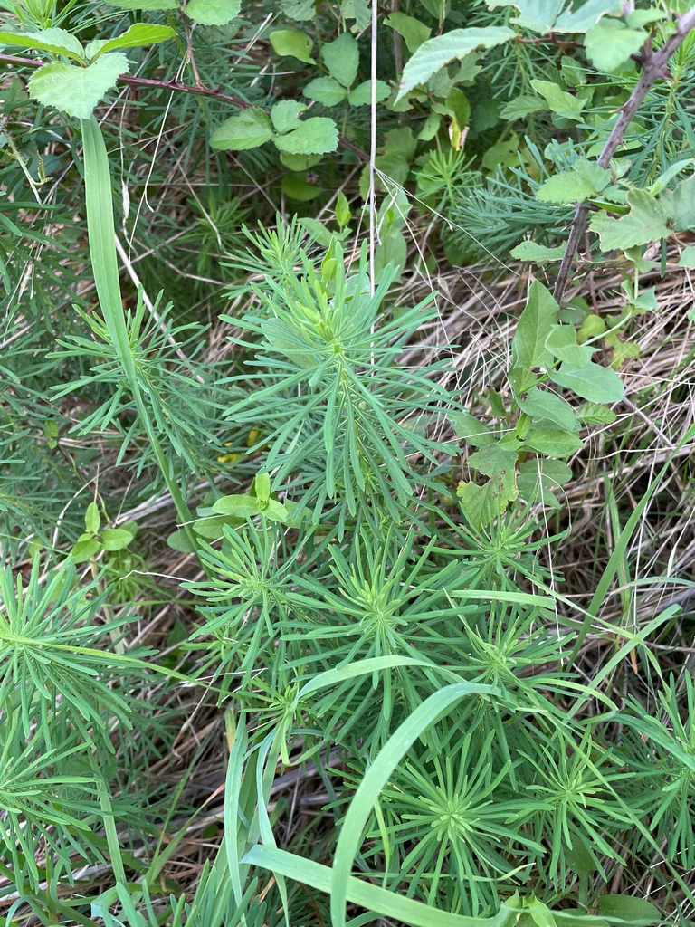 Euphorbia Cyparissias