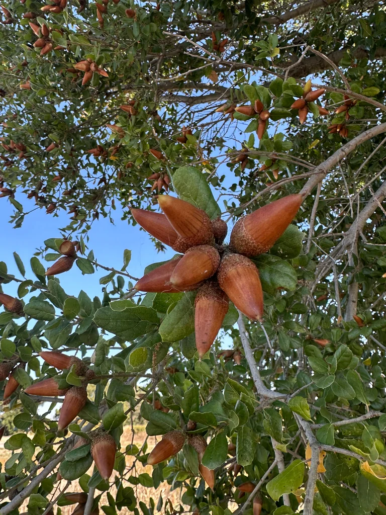 Quercus agrifolia