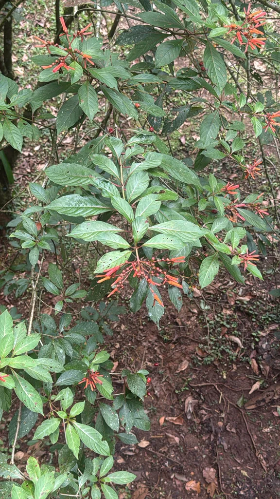 Hamelia patens