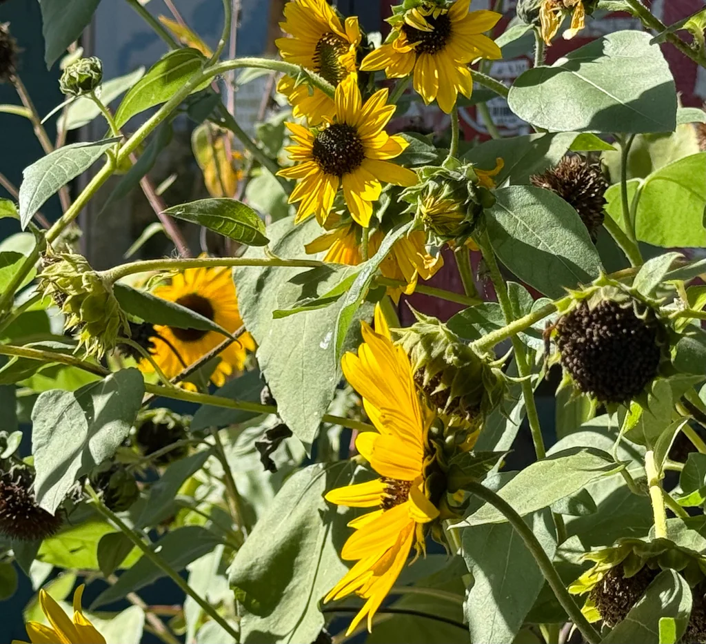 Helianthus Annuus