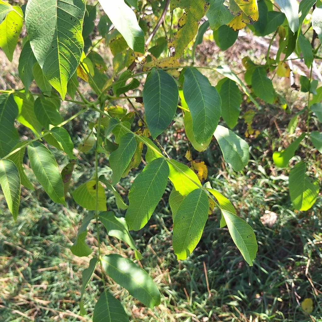 Juglans Regia
