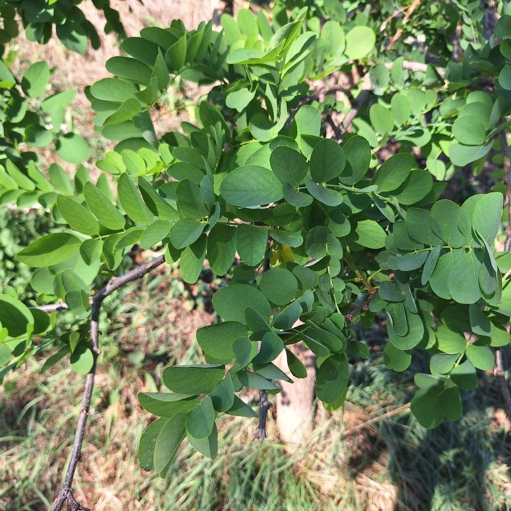 Robinia Pseudoacacia