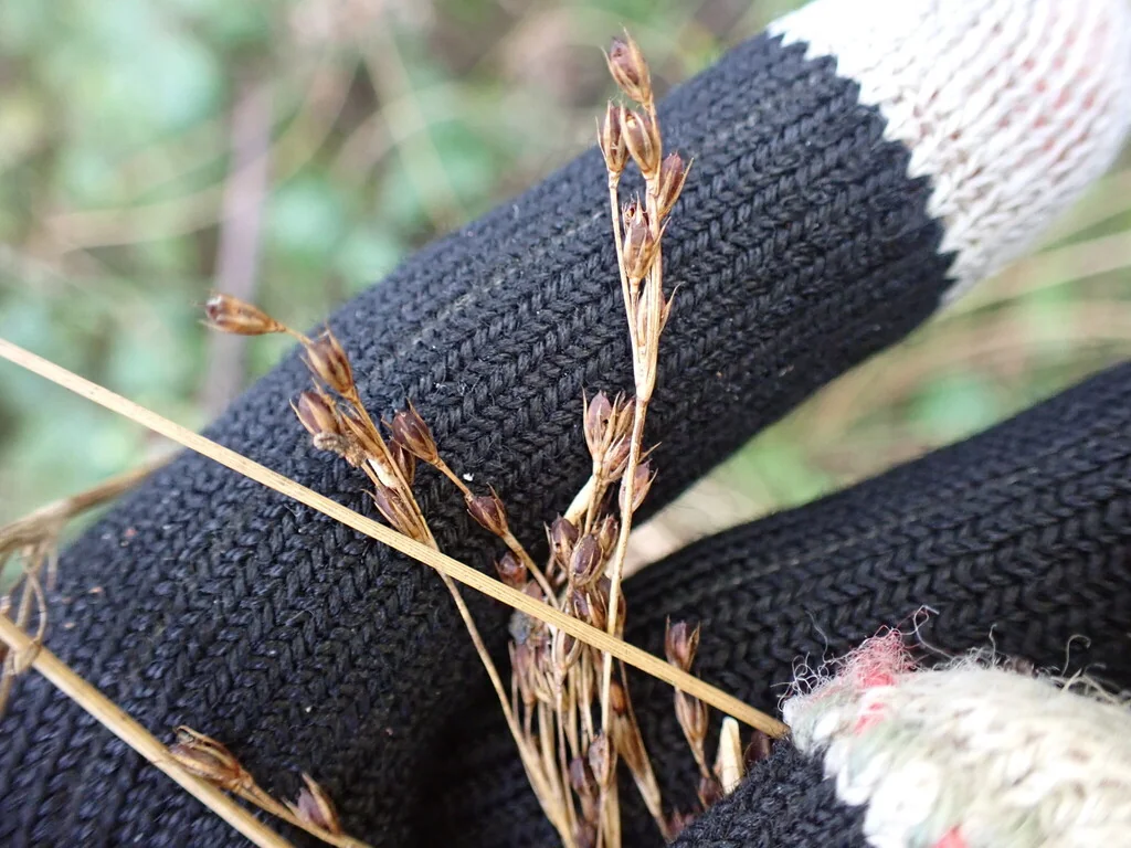 Juncus effusus