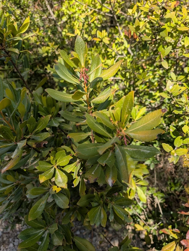 Arbutus Unedo