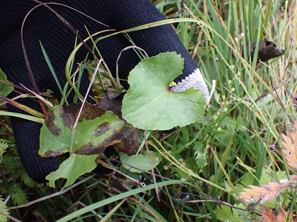 Caltha Palustris