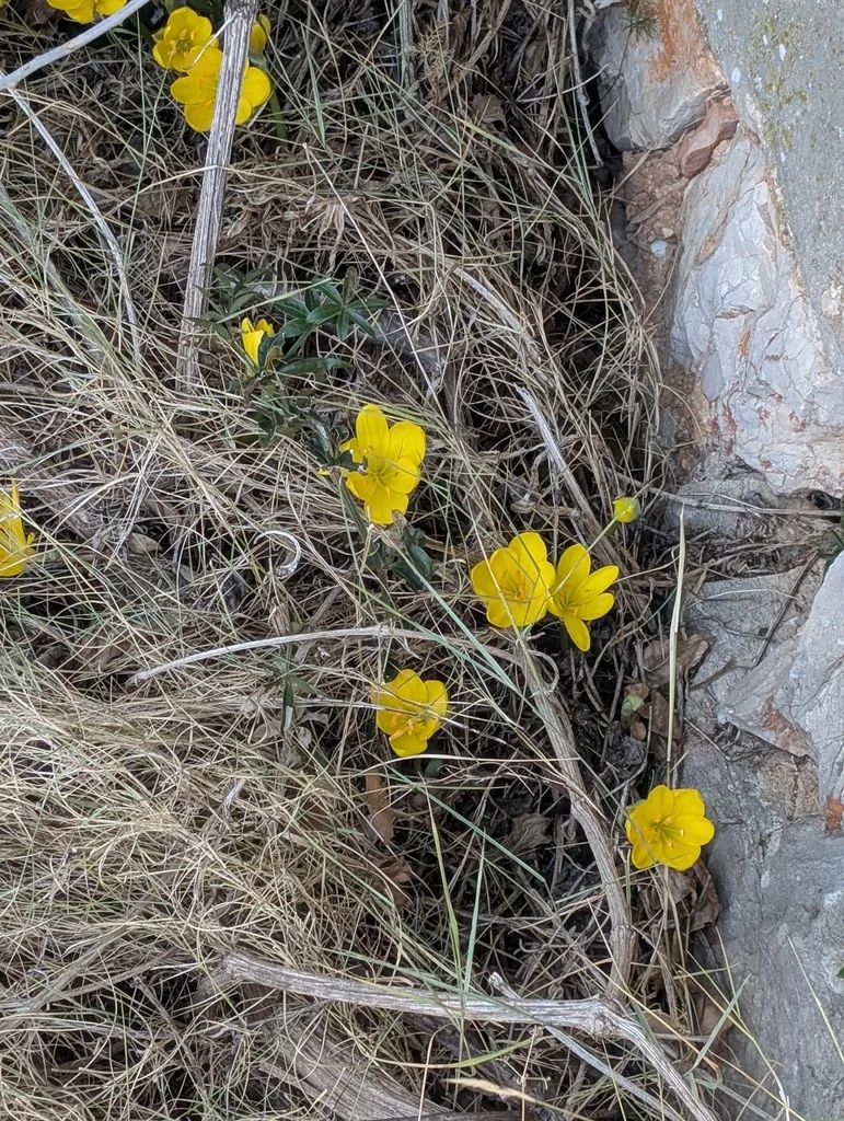 Sternbergia lutea