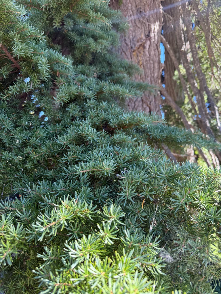 Tsuga Mertensiana