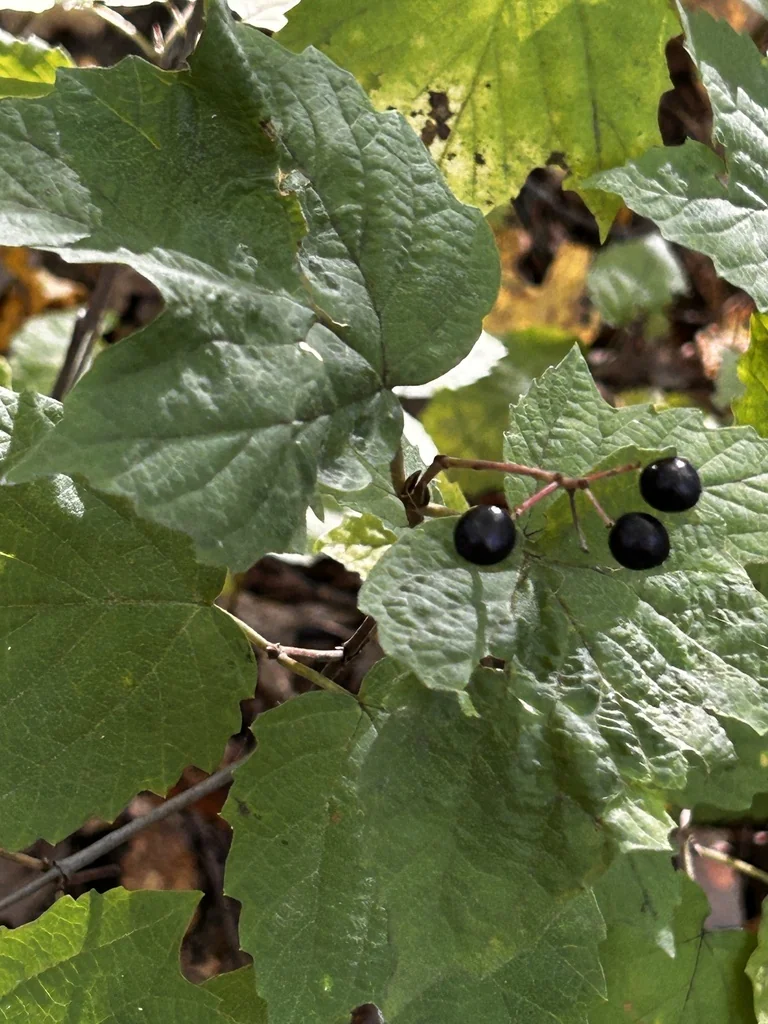 Viburnum Acerifolium