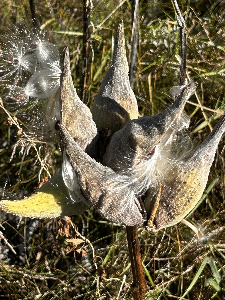 Asclepias Syriaca