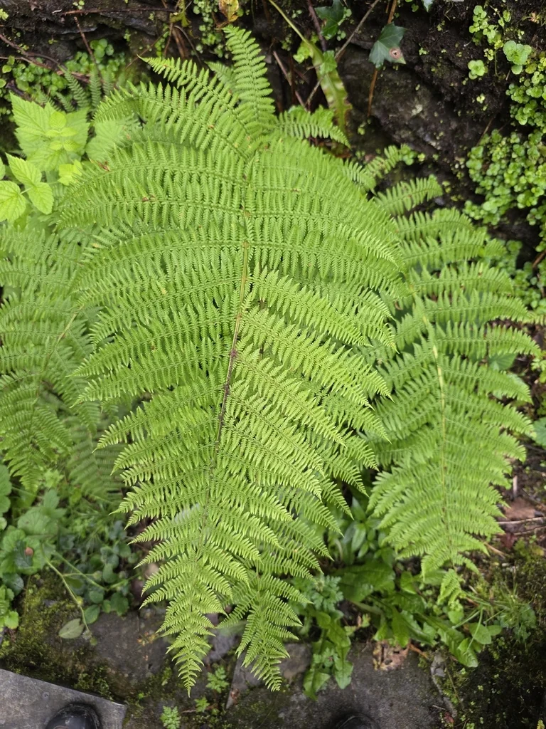 Athyrium filix-femina
