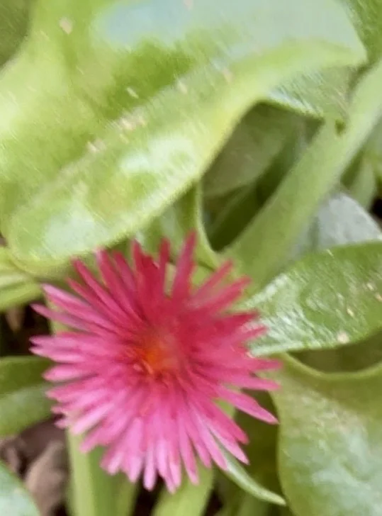 Aptenia cordifolia