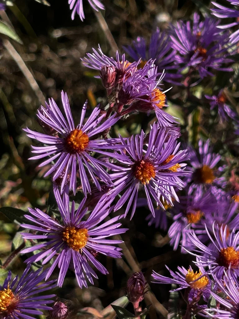 Aster Novae-Angliae