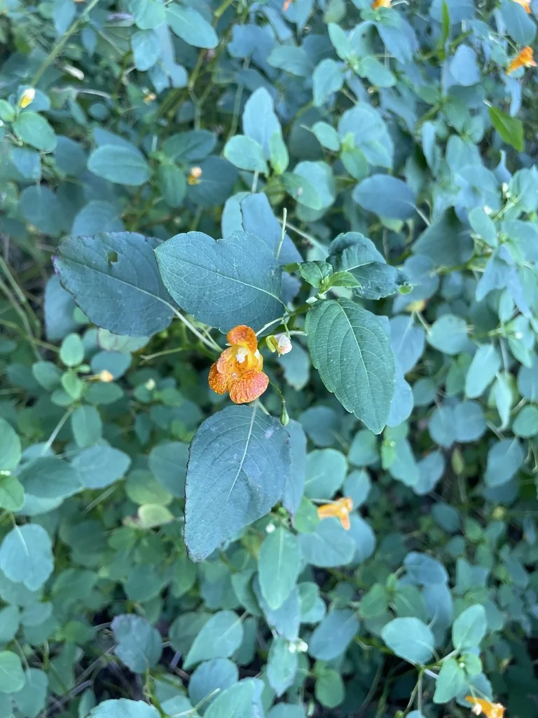 Impatiens Capensis