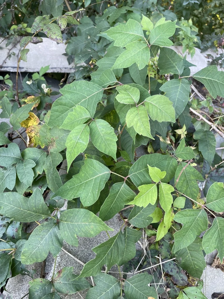 Toxicodendron Radicans