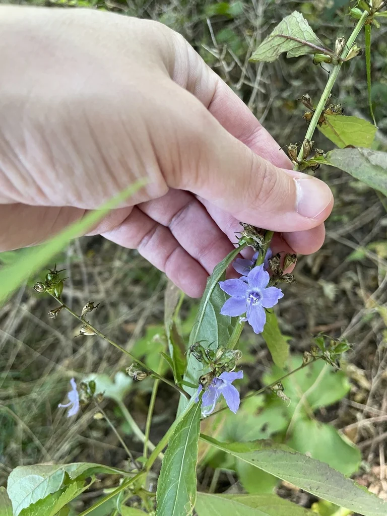 Campanula Americana