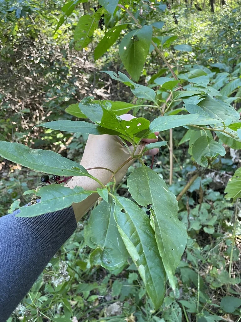 Phytolacca Americana