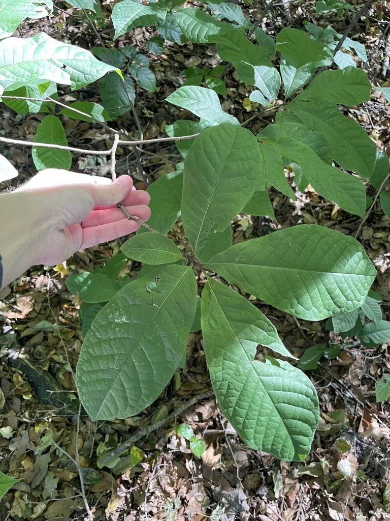 Asimina Triloba