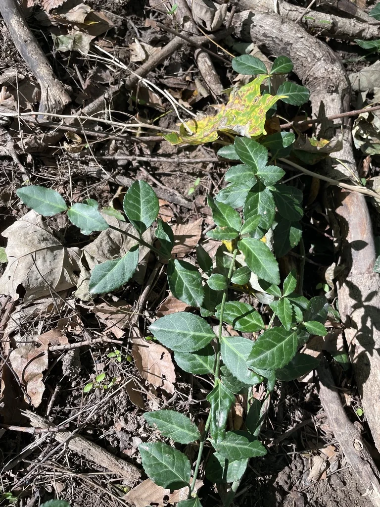 Euonymus fortunei