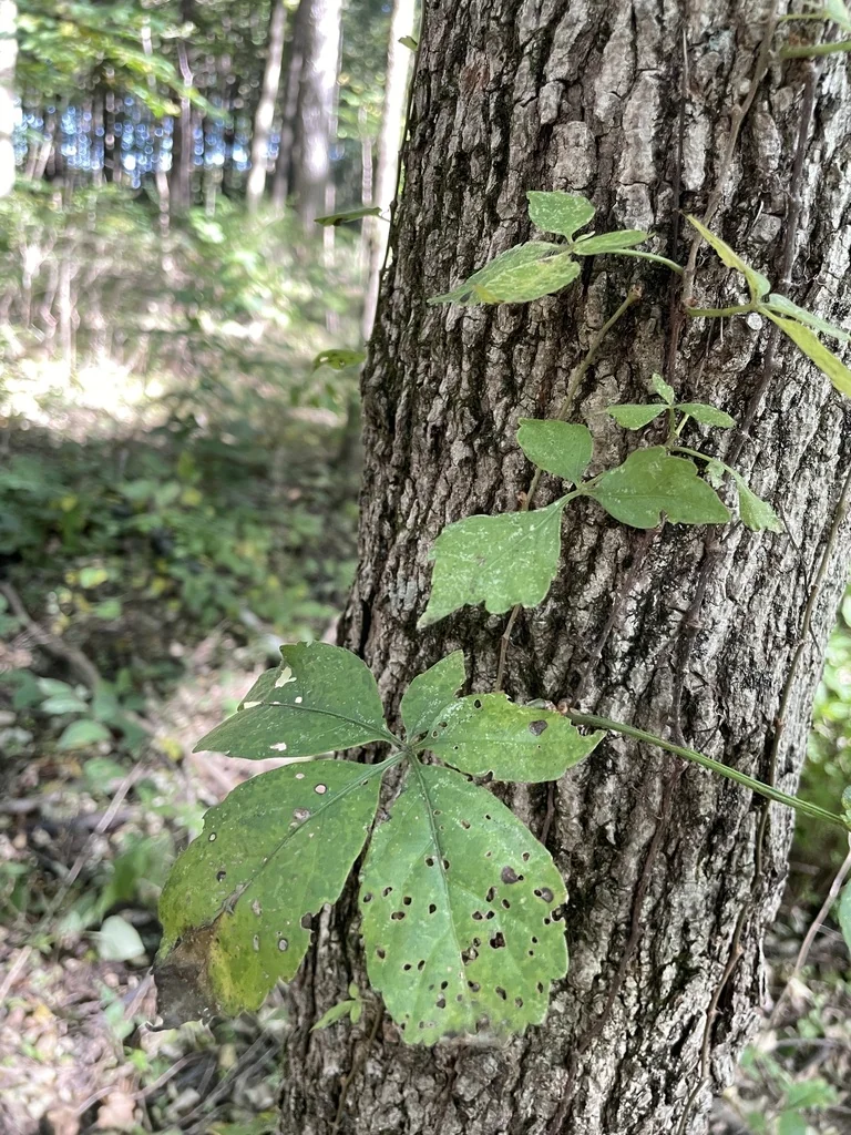Parthenocissus Quinquefolia