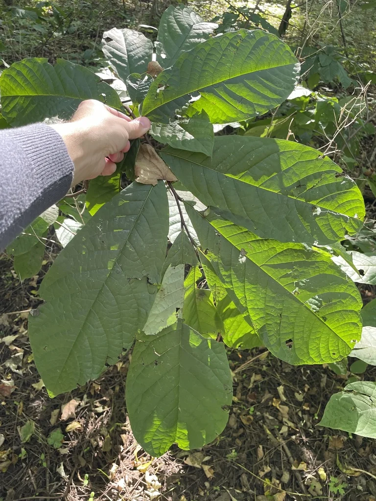 Asimina Triloba