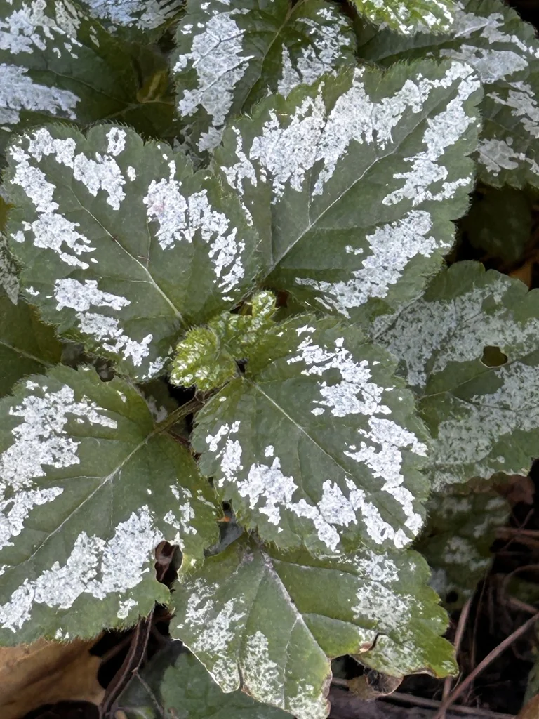 Lamium Galeobdolon