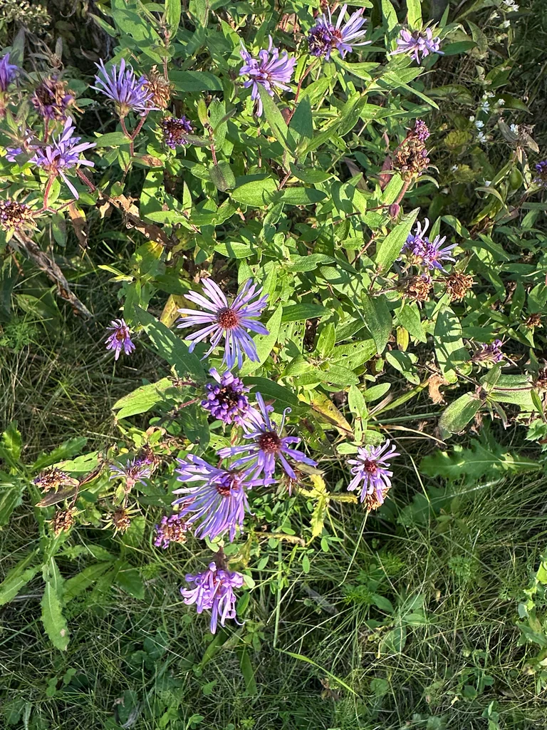 Aster Novae-Angliae