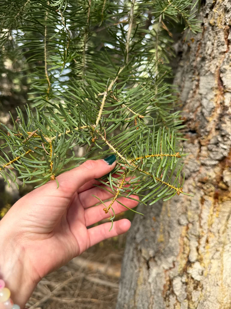 Abies Concolor