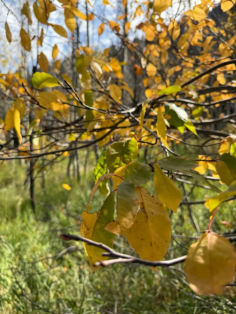 Prunus Virginiana