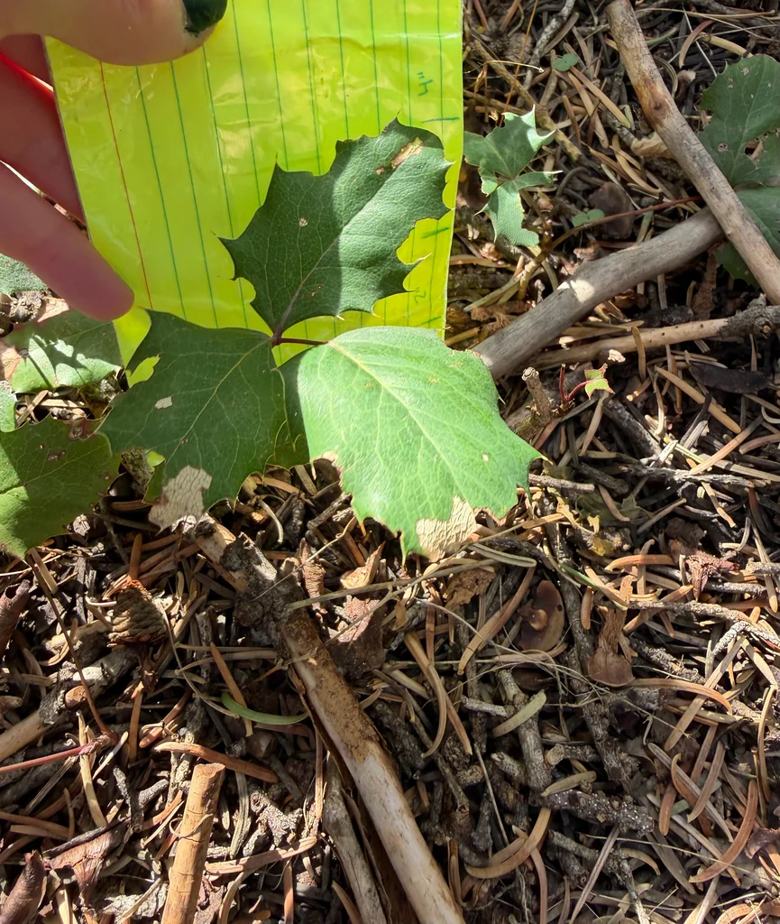 Mahonia Repens