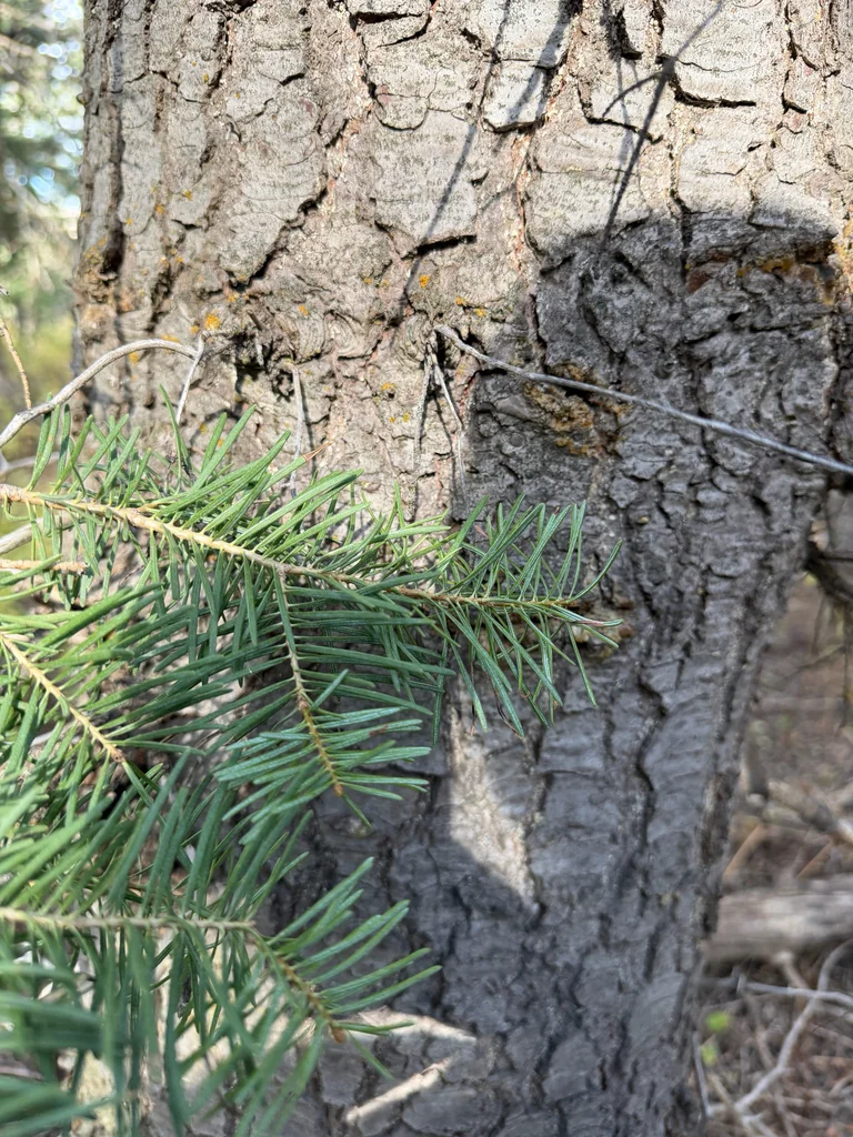 Abies Concolor