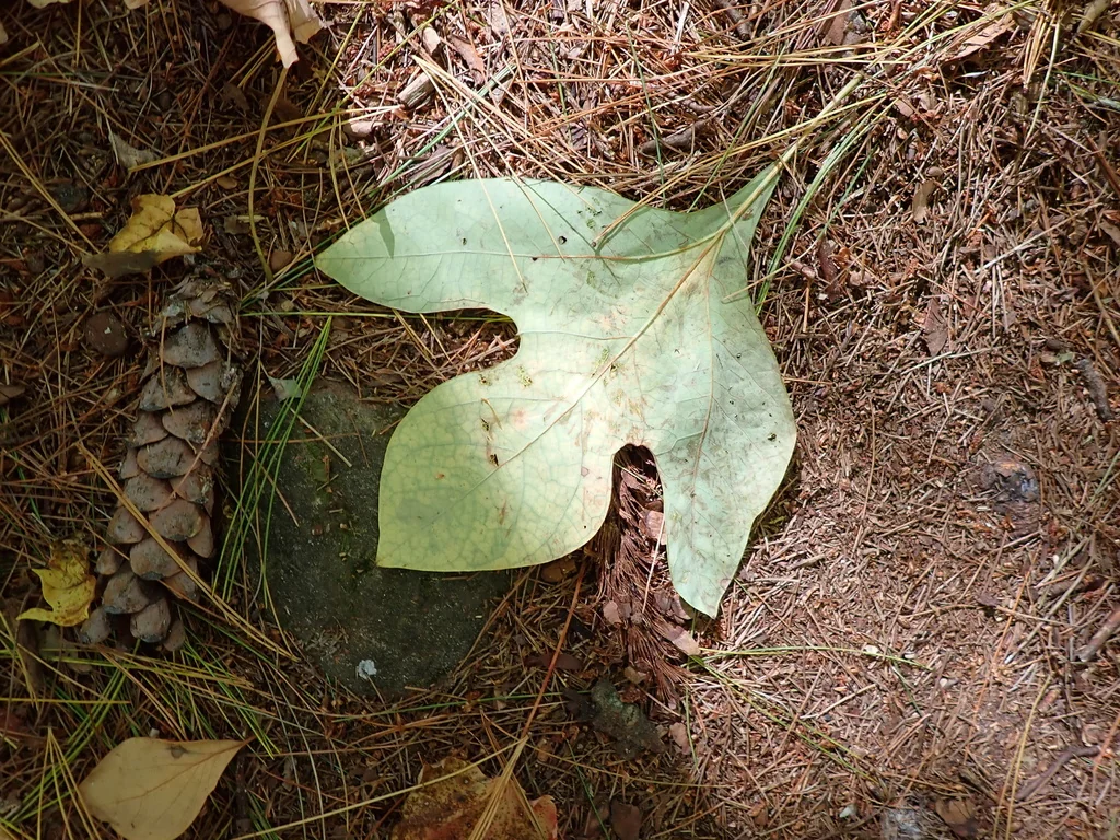 Sassafras Albidum