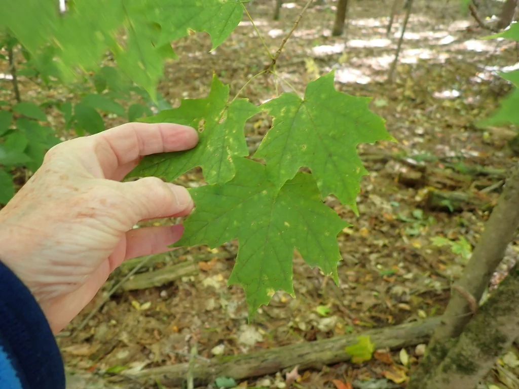 Acer Saccharum