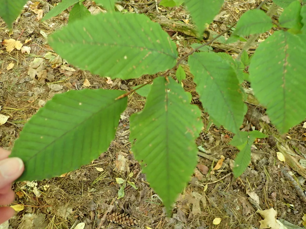 Fagus grandifolia