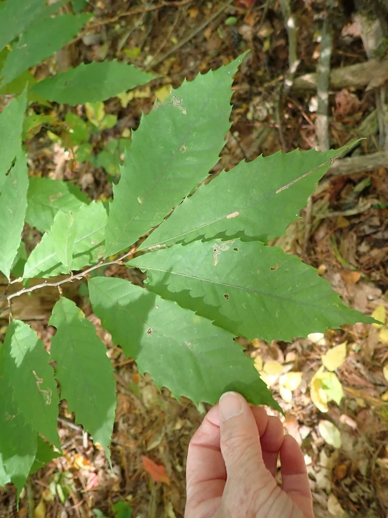 Castanea Dentata