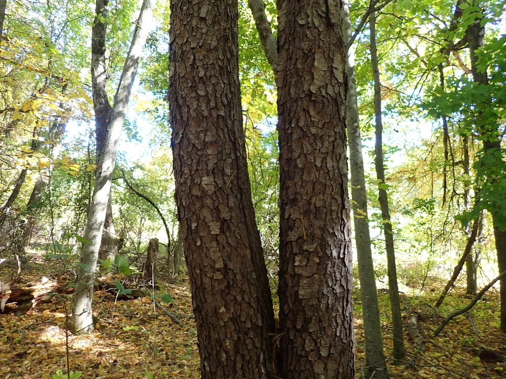 Prunus Serotina