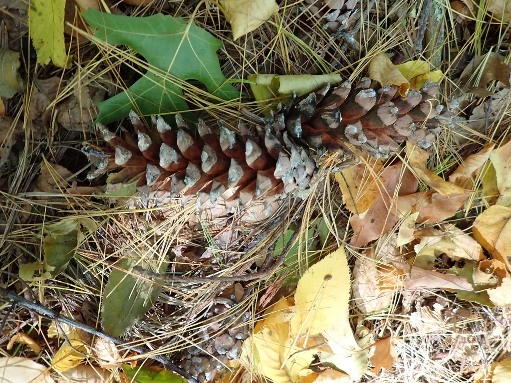 Pinus Strobus