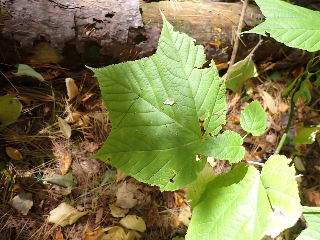 Acer Pensylvanicum
