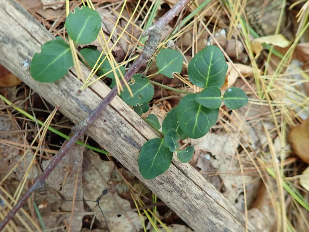 Mitchella Repens