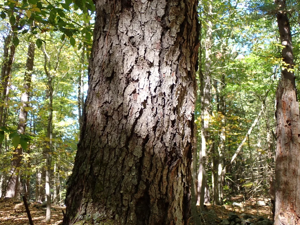 Prunus Serotina
