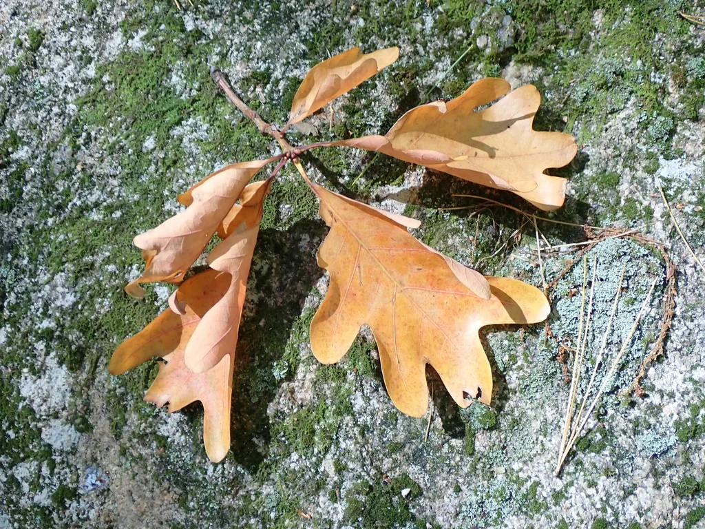 Quercus Alba