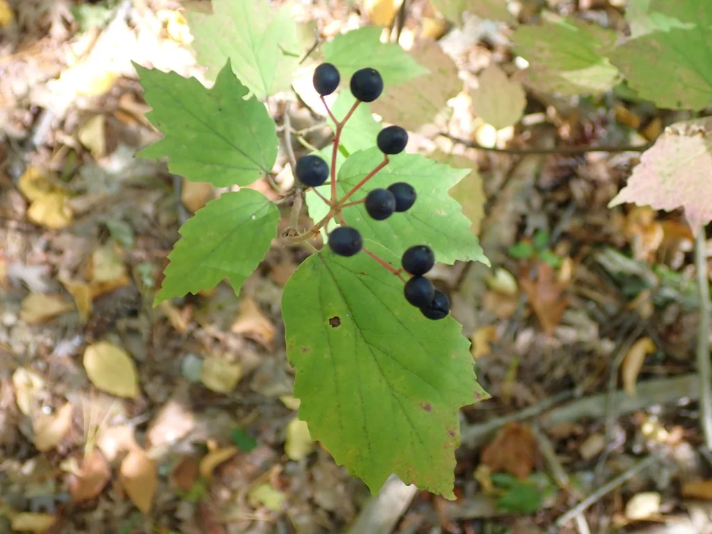 Viburnum Acerifolium